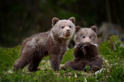 Small spring cub climbs up a nearby tree chasing its sibling and pauses to look around.  Bear cubs learn very quickly how to climb trees as a safety behavior.