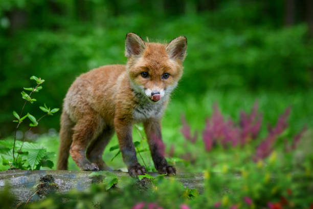 Red fox, vulpes vulpes, small young cub in forest. Cute little wild predators in natural environment. Wildlife scene from nature