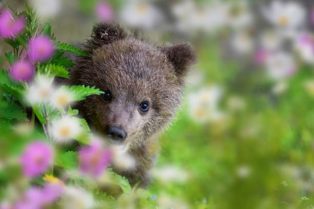 cachorro de oso pardo en el prado de verano con flores - winnie the pooh fotografías e imágenes de stock