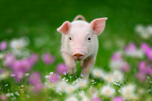 Newborn funny piglet on spring green grass with flowers on a farm