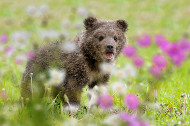 Brown bear cub on the summer meadow with flowers Brown bear cub on the summer meadow with flowers. Ursus arctos in grass winnie the pooh photos stock pictures, royalty-free photos & images
