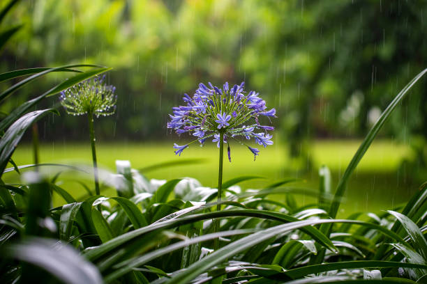 Agapanthus praecox, blue lily flower during tropical rain, close up. African lily or Lily of the Nile is popular garden plant in Amaryllidaceae family. Tanzania, Africa stock photo