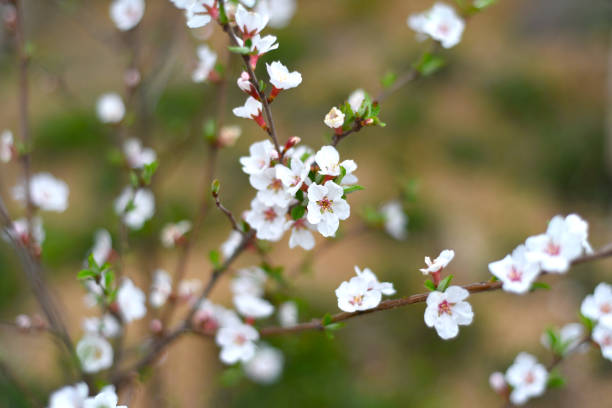 istock Blooming branch of cherry tree background. Springtime in Far East 1400006745