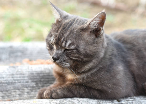 istock Domestic gray cat resting on a roof 1400006755