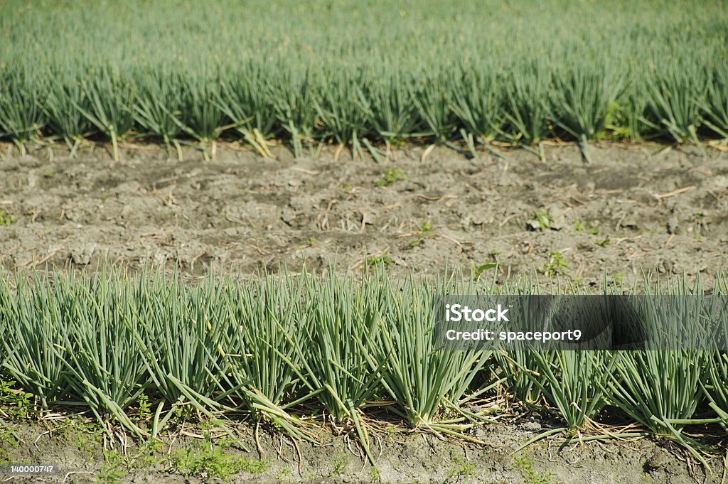 beautiful vegetable farm. green spring onion field on beautiful vegetable farm. Agriculture Stock Photo