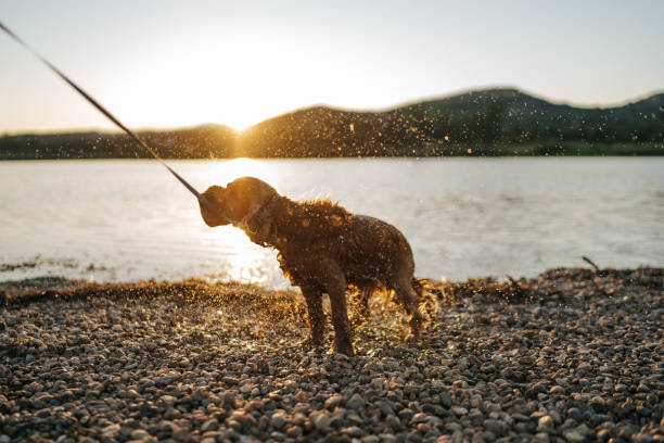 Dog shaking off water after swimming in lake at summer sunset