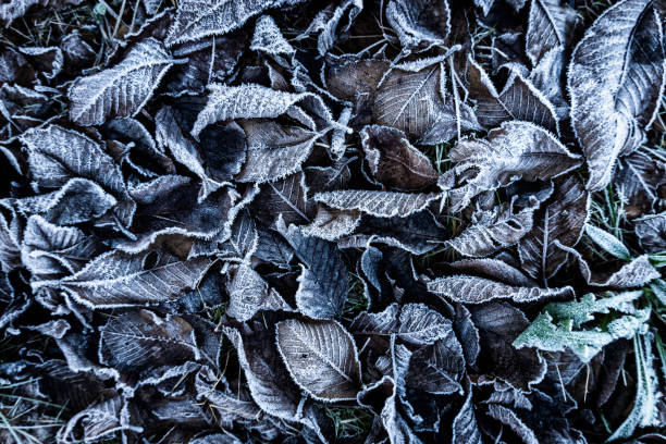 frosted seasonal leaves texture background. stock photo