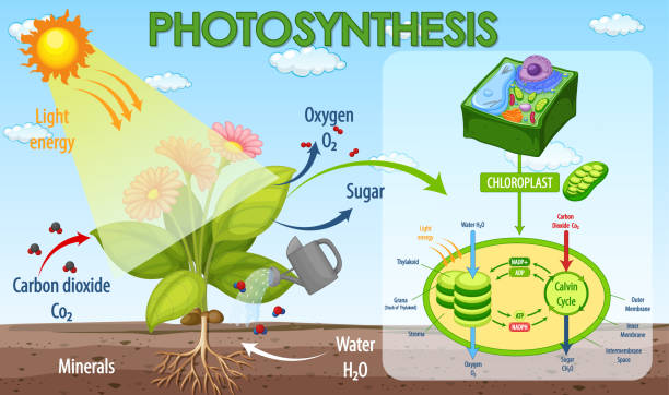 illustrations, cliparts, dessins animés et icônes de diagramme montrant le processus de photosynthèse chez la plante - photosynthèse