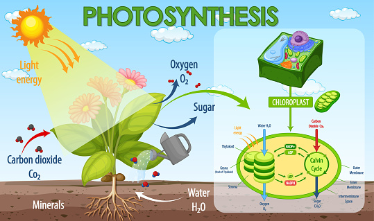 Diagram showing process of photosynthesis in plant illustration