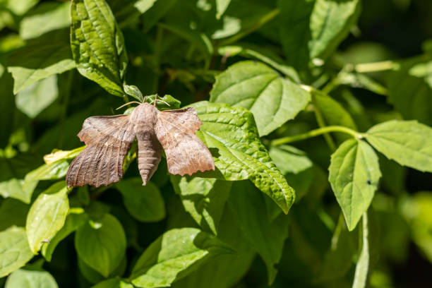 istock Laothoe populi in natural environment on blurred green leaves. Place for text. 1400012938