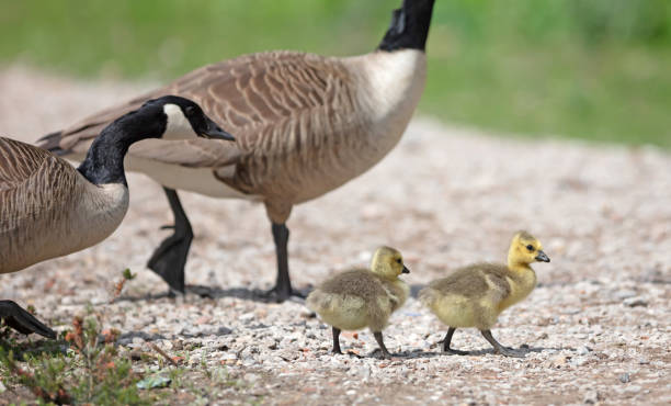 istock Canada goose, Branta canadensis, young 1400014289