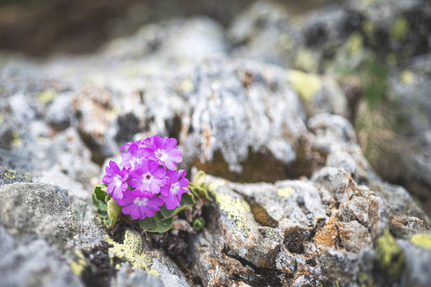 istock Hirsute primrose flower among mountain stones 1400014322