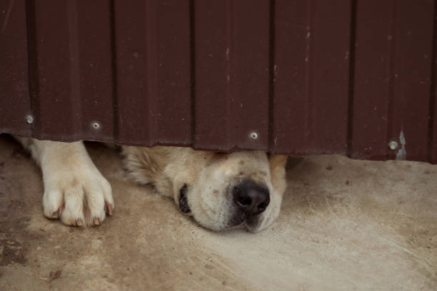 番犬が門の下から外を眺める - security alertness canine pets ストックフォトと画��像