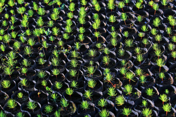 istock Background from fluffy young pine sprigs of spruce. 1400015533