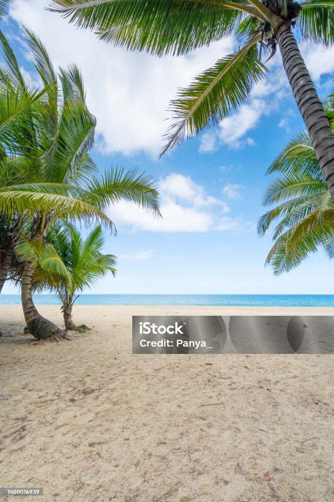 Bãi Biển Kỳ Nghỉ Hè Khái Niệm Background Khung Thiên Nhiên Của Cây Cọ Dừa  Trên Bãi Cát Đẹp Biển Cảnh Quan Bãi Biển Hình ảnh Sẵn có - Tải xuống Hình