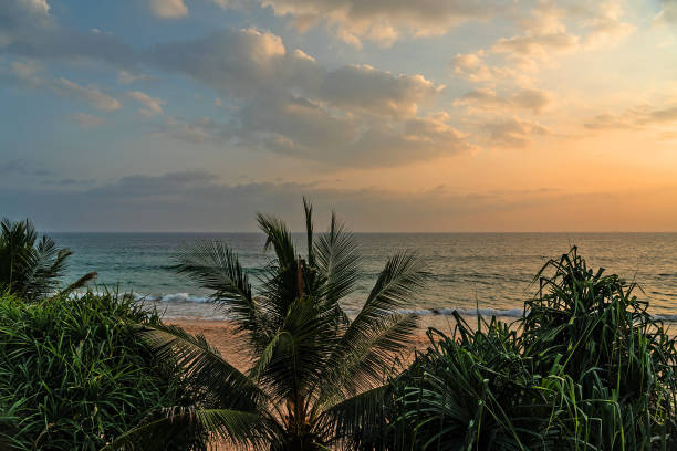 Ocean sunset beach landscape with palm trees, Sri Lanka stock photo