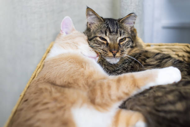 A ginger cat hugs his kitty friend when sleeping