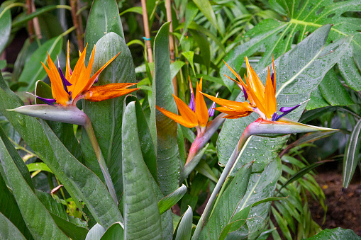 Kigalia, Rwanda: colorful bird of paradise flower / crane flower (Strelitzia reginae) stands out against blue sky. The bird of paradise flower is an evergreen, perennial, herbaceous plant that reaches heights of 80 to 200 centimeters. It forms clump-like stands with its branched rhizomes. The inflorescence is partially covered by a beak-shaped, bract (the so-called spathe), which usually has red edges.