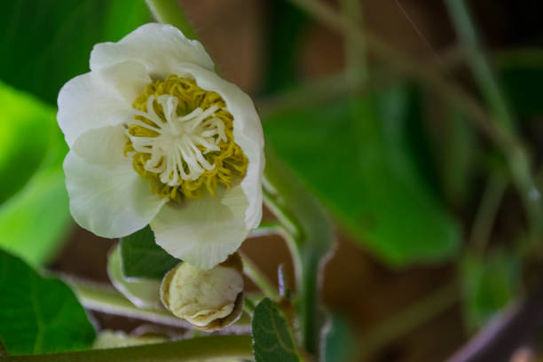 Kiwi fruit flower on sunny spring day