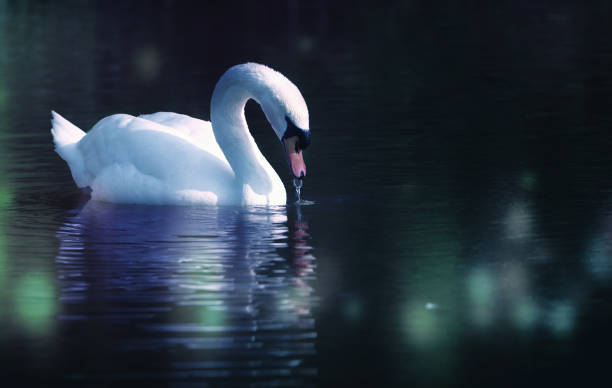 istock Swan floating on water on sunny day 1400020889