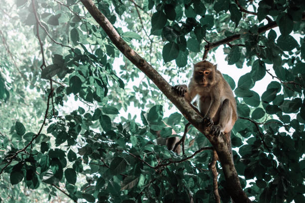 scimmia allo stato naturale in cima a un ramo - open mouth foto e immagini stock