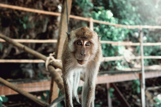 scimmia che guarda la macchina fotografica, in thailandia - open mouth foto e immagini stock