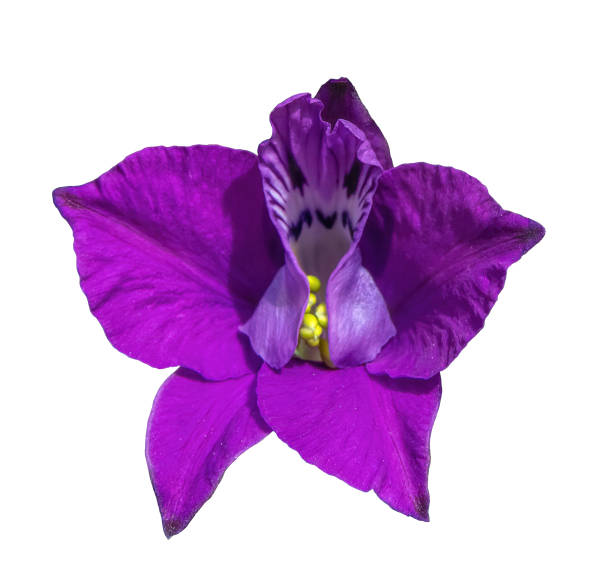 istock Cattleya purple flower on isolated white background, closeup 1400021148
