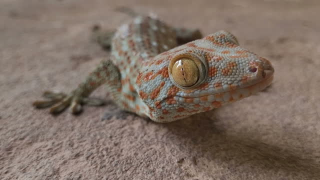 Gecko relaxing