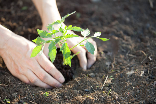 istock farmer' s hand planting a tomato seedling 1400022273