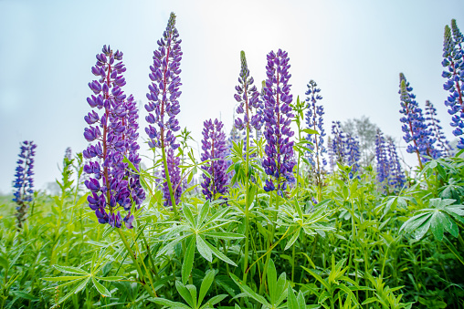 lupins in a field in the fog . purple pink lupine blooming in the fog. close up of flowers in dew drops. beautiful nature background in summer.