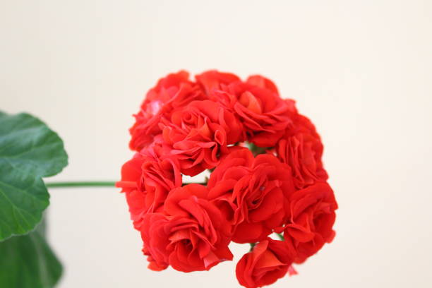 istock Pelargonium red flower commonly called geraniums, pelargoniums, or storksbills 1400022408