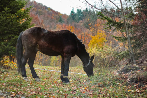 большая черная лошадь в осеннем лесу среди желтых деревьев в лесу. - horse black stallion friesian horse стоковые фото и изображения