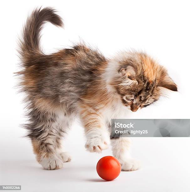 Kitten Playing With Red Ball Stock Photo - Download Image Now - Animal, Animal Body Part, Animal Ear