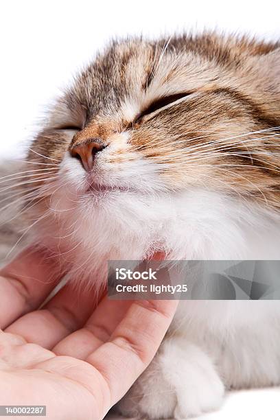 스트록 Cat 가축에 대한 스톡 사진 및 기타 이미지 - 가축, 고양이 새끼, 귀여운