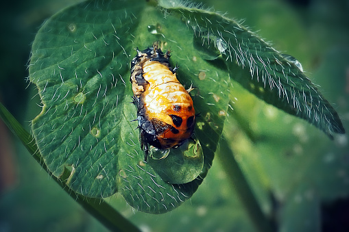 Harmonia axyridis Asian Ladybeetle Larva Insect. Digitally Enhanced Photograph.