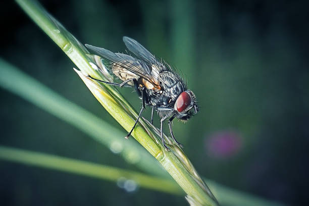 musca domestica housefly insetto - mosca domestica foto e immagini stock