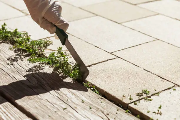 Weed Removing of Paving Stones in Garden. Human hand removes weeds with special tool