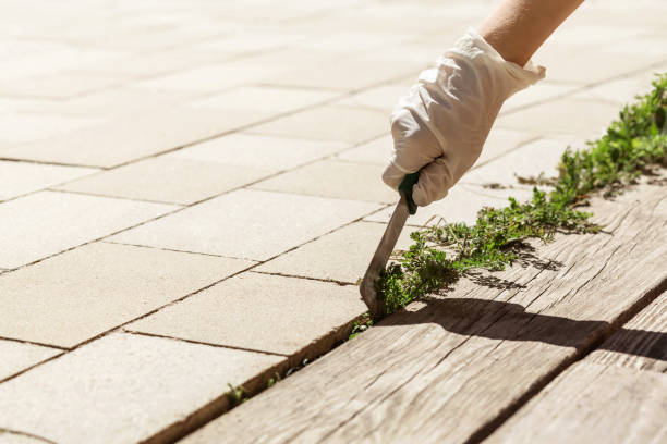 eliminación de la hierba de los adoquines de la terraza - herbicida fotografías e imágenes de stock