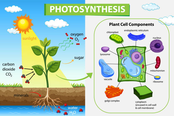 illustrations, cliparts, dessins animés et icônes de diagramme de photosynthèse avec la plante et la lumière du soleil - photosynthèse