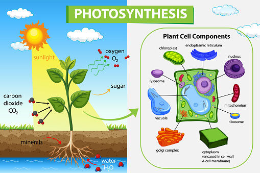 Photosynthesis diagram with plant and sunlight illustration