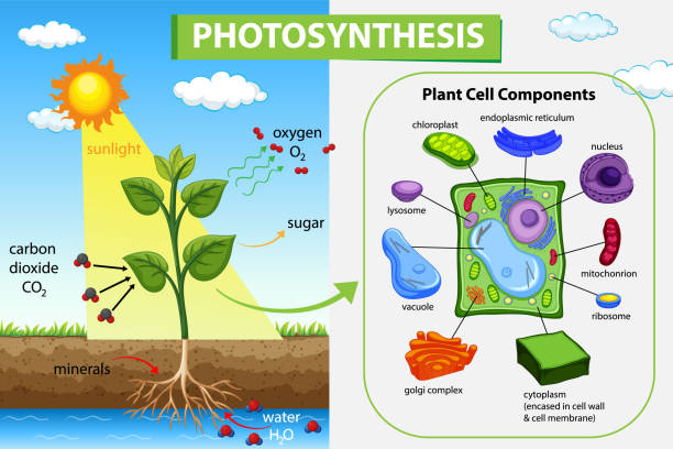 educational presentation example showing progressive visualization of photosynthesis process with labeled components