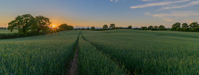 Green ripening wheat in a field with summer sunset sky. Winter wheat growing in the field. Rural landscape with ripening wheat field. Tractor trail through ripening wheat field. Green wheat field.