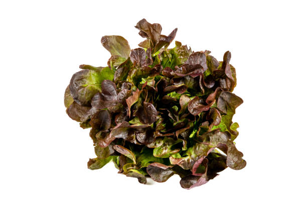 istock Newly harvested red lettuce on an isolated white background 1400026167