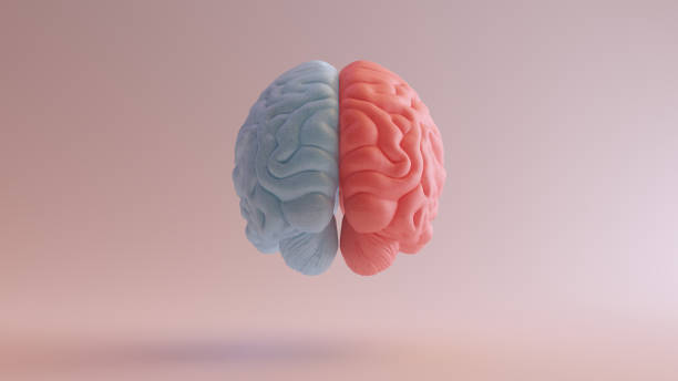 istock Human Brain Anatomy Red Blue Feminine Masculine Hemispheres Mind Science Creative Idea Back View 1400026301