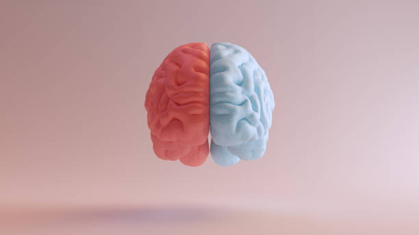 istock Human Brain Anatomy Red Blue Feminine Masculine Hemispheres Mind Science Creative Idea 1400026302