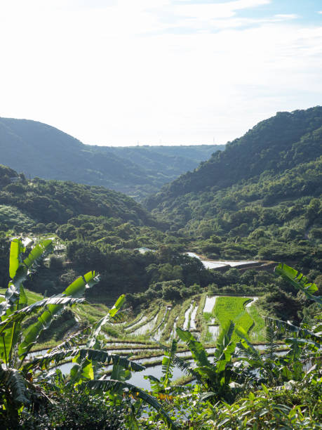 istock Rice field terraces in Taiwan. 1400026346