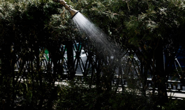 istock watering plants on the street 1400027319