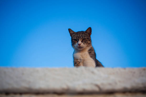istock European wild cat, Linosa 1400027421