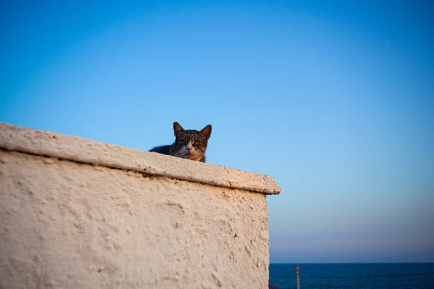 istock European wild cat, Linosa 1400027423
