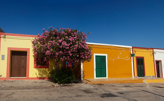 View of a typical colorful house of Linosa, colored with red and yellow. Oleander tree next to the doo